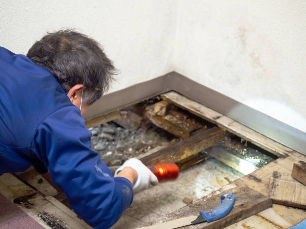 Best Mold Remediation  in Columbia Heights, MN