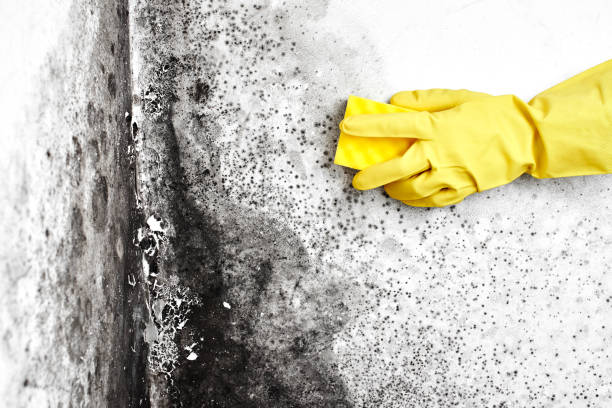 Best Same-Day Mold Removal  in Columbia Heights, MN
