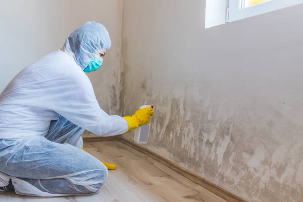Best Mold Damage Repair  in Columbia Heights, MN