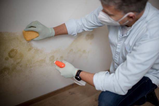 Best Home Mold Removal  in Columbia Heights, MN