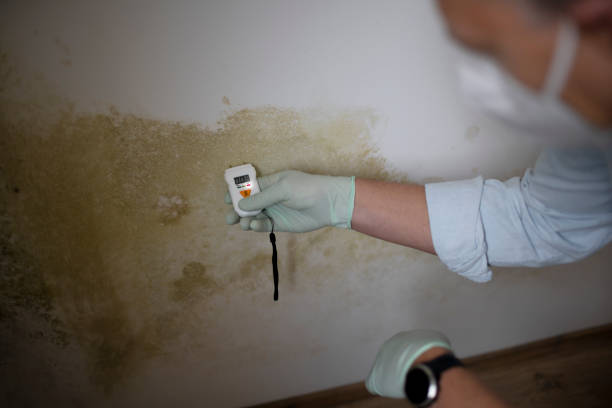 Best Fast Mold Removal  in Columbia Heights, MN