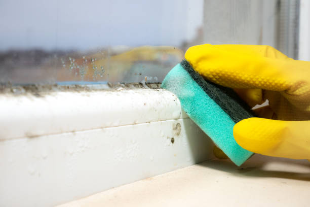 Best Best Mold Removal Companies  in Columbia Heights, MN