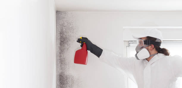 Best Crawl Space Mold Removal  in Columbia Heights, MN