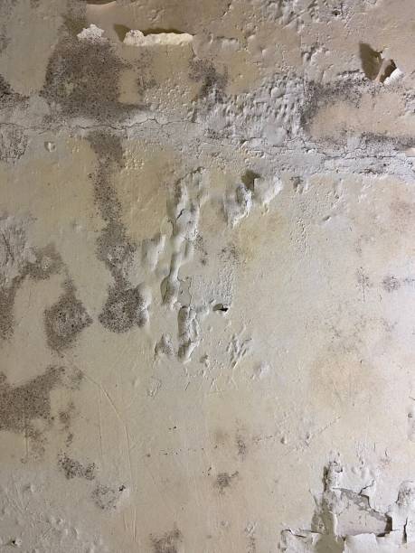 Best Certified Mold Removal  in Columbia Heights, MN