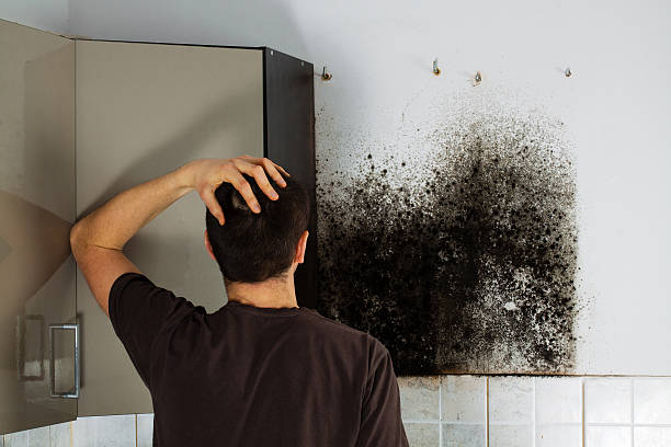 Best Emergency Mold Removal  in Columbia Heights, MN