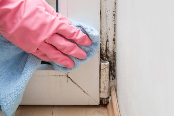 Best Attic Mold Removal  in Columbia Heights, MN