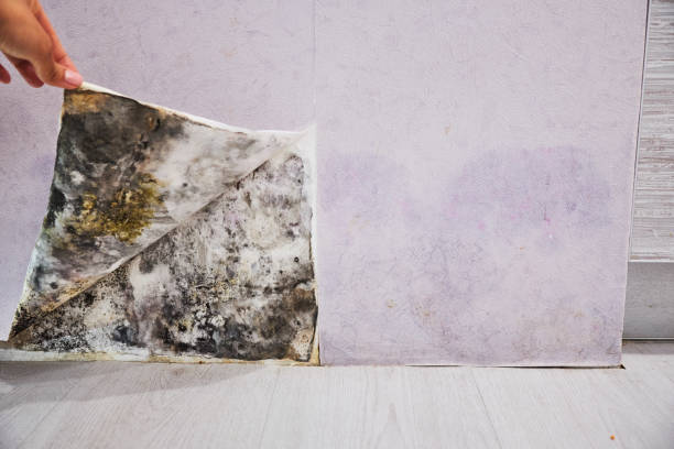 Best Mold Testing  in Columbia Heights, MN